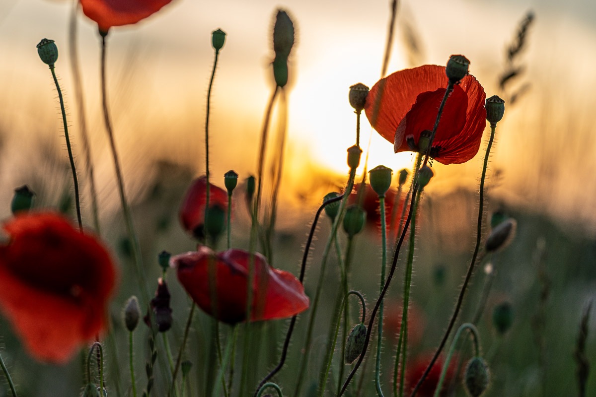 Mohnblumen Fotos: Romantische Aufnahmen im Abendlicht